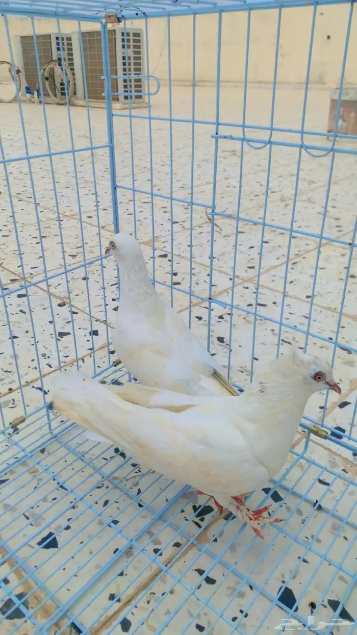 حمام زوج صنعاني 1