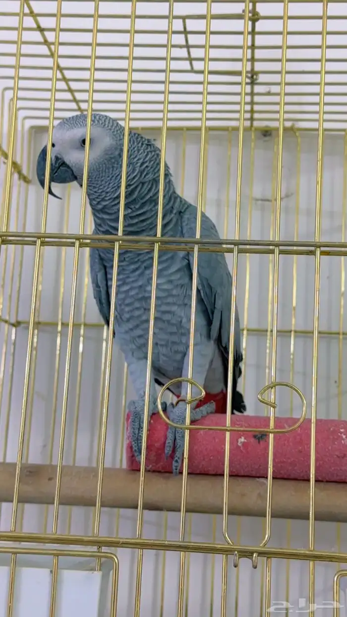 ببغا كاسكو بطل 2