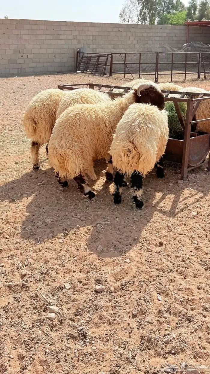 ذبايح خرفان 1