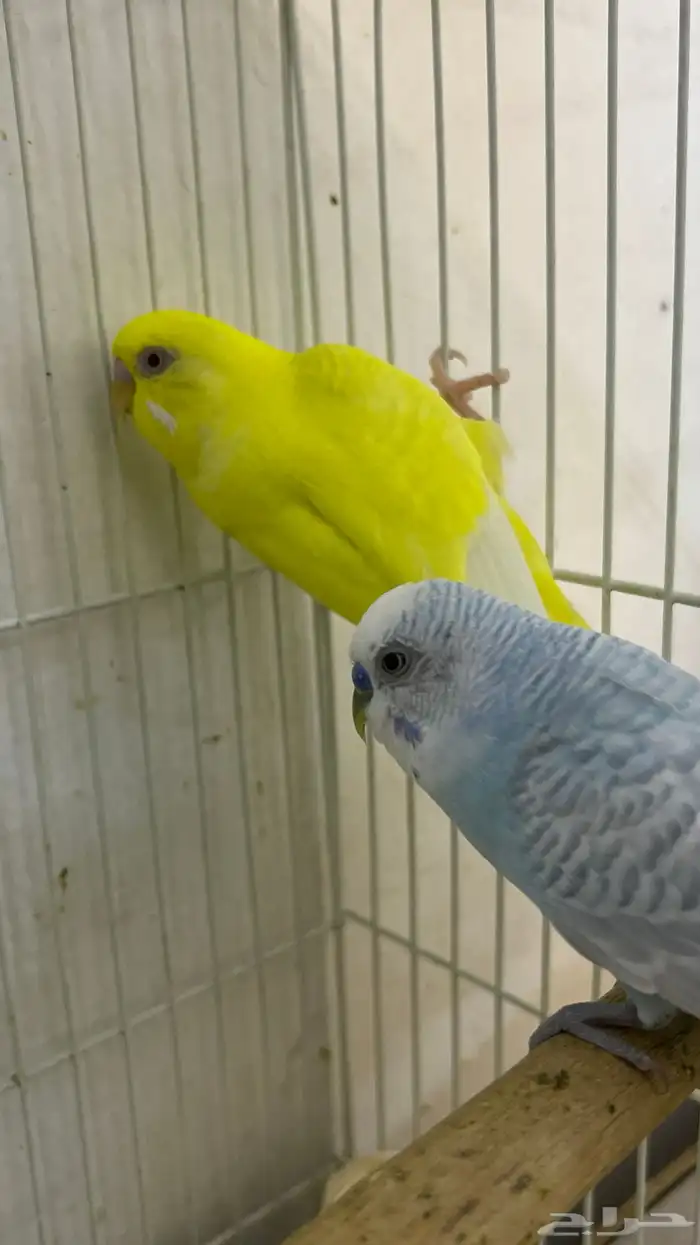 طيور ابادجي 2