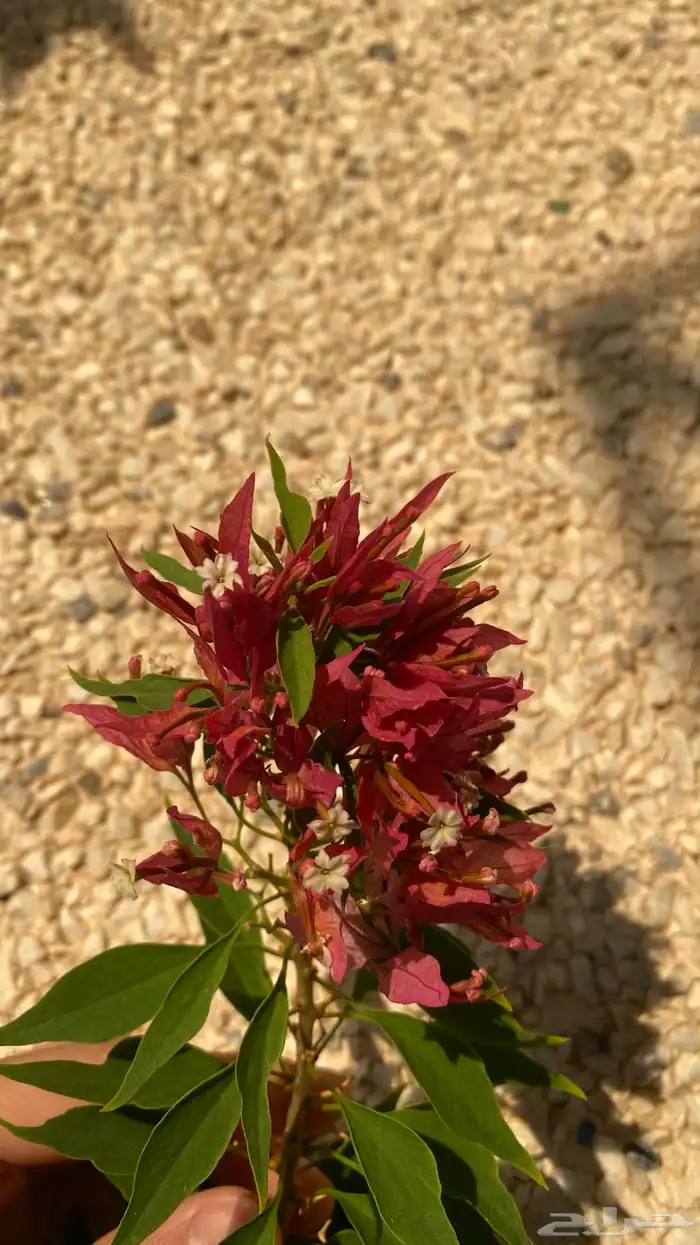 نوادر الجهنميات جهنمية طماطية وجهنمية مبرقش اخضر ياسمين مطعم 21