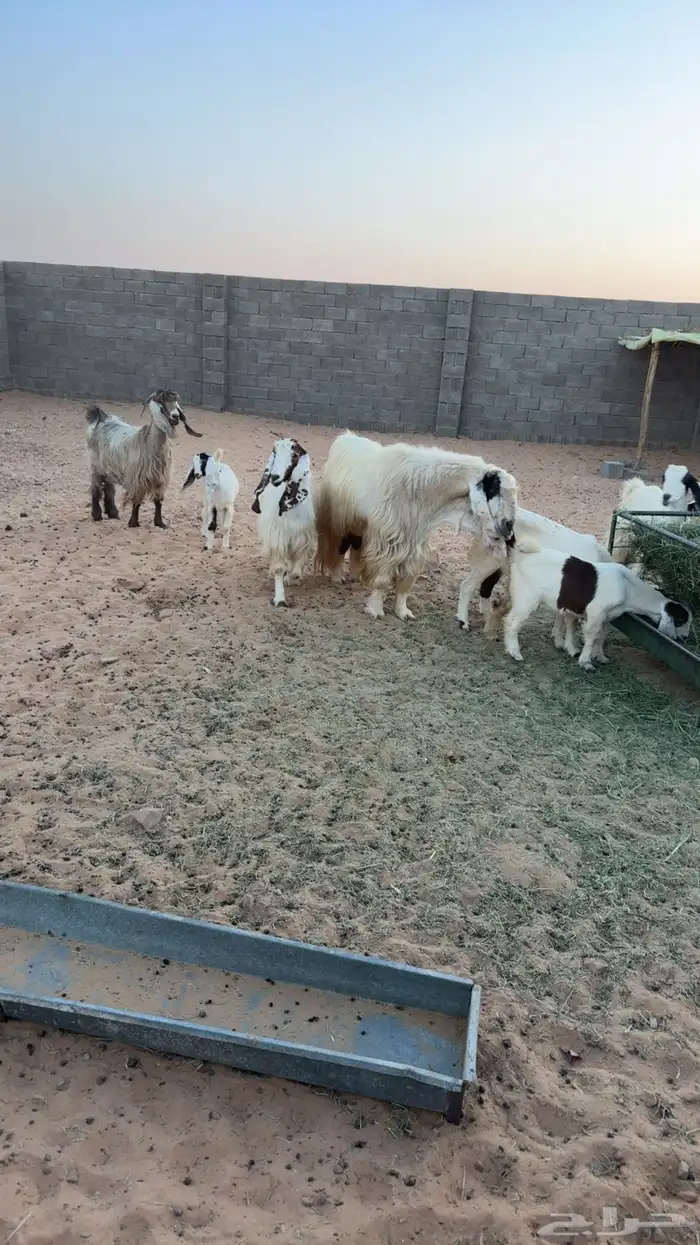 معزا 1