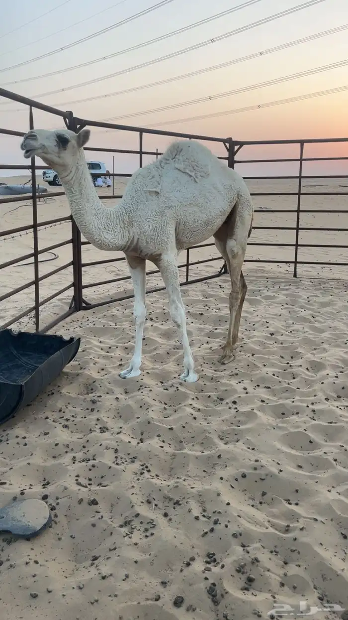 بكره سمين علي حليب امها 0