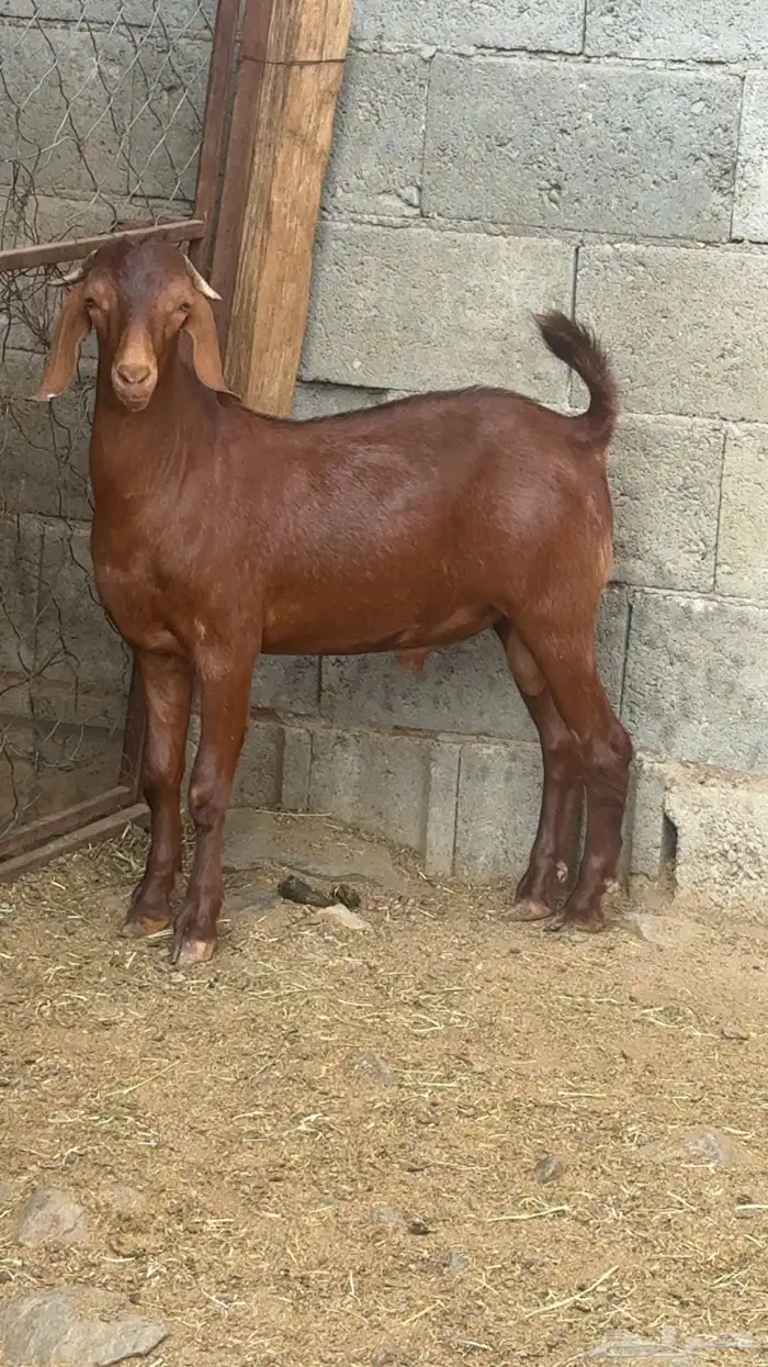 مشروع فحل ادهم كلهاري 2