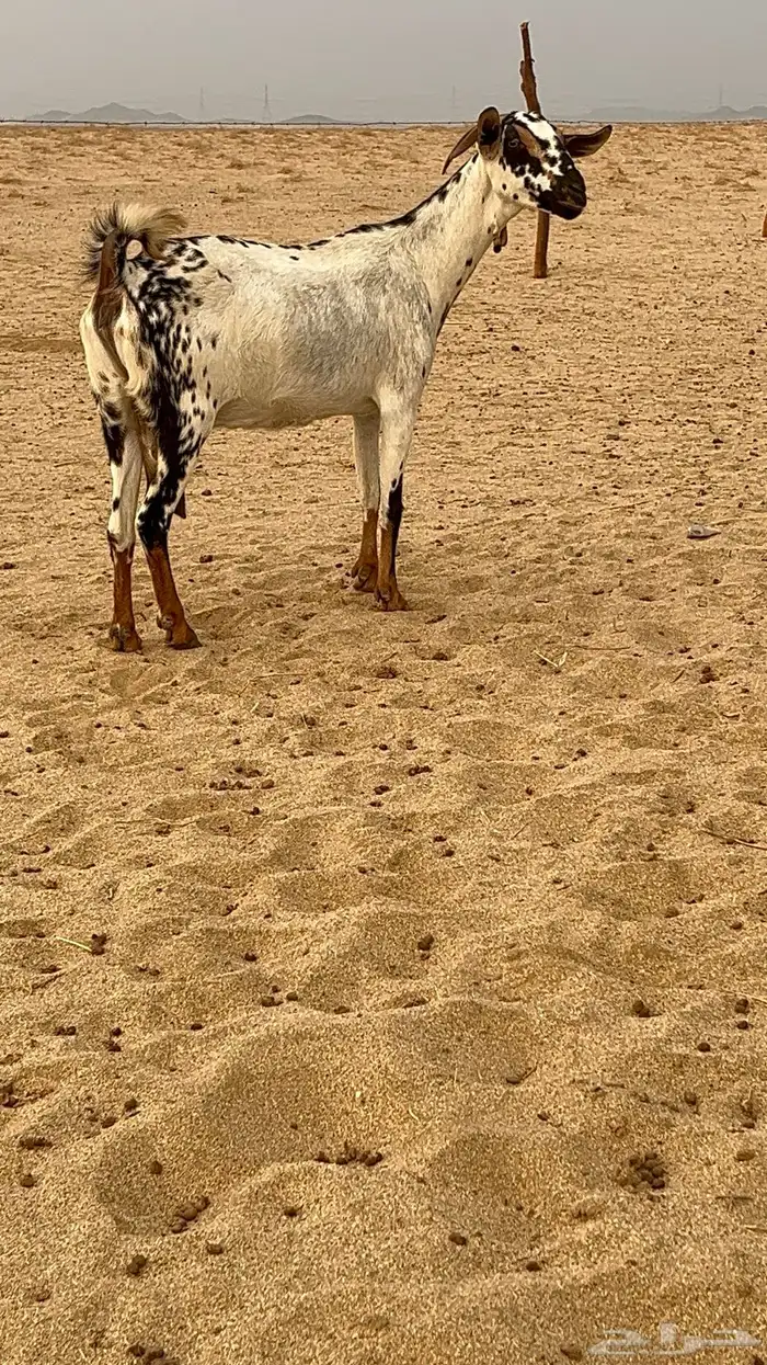 عنز بيشيه صنف 1