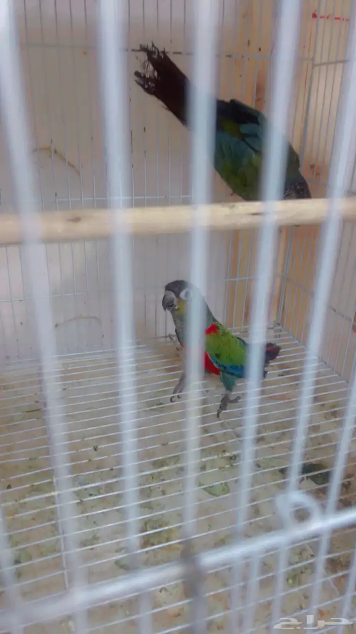 زوج كنيور كرمسون بفروخه 2