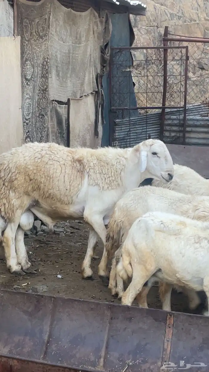 خروف حري 0
