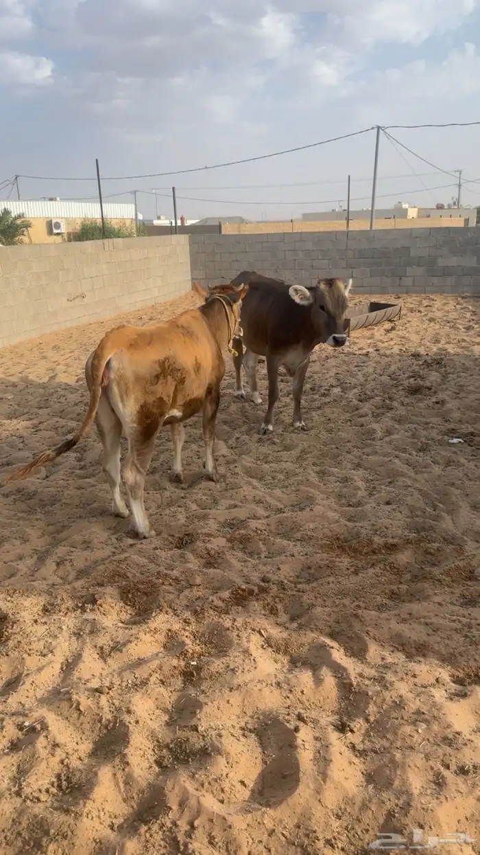 عجلتين المانيه 0