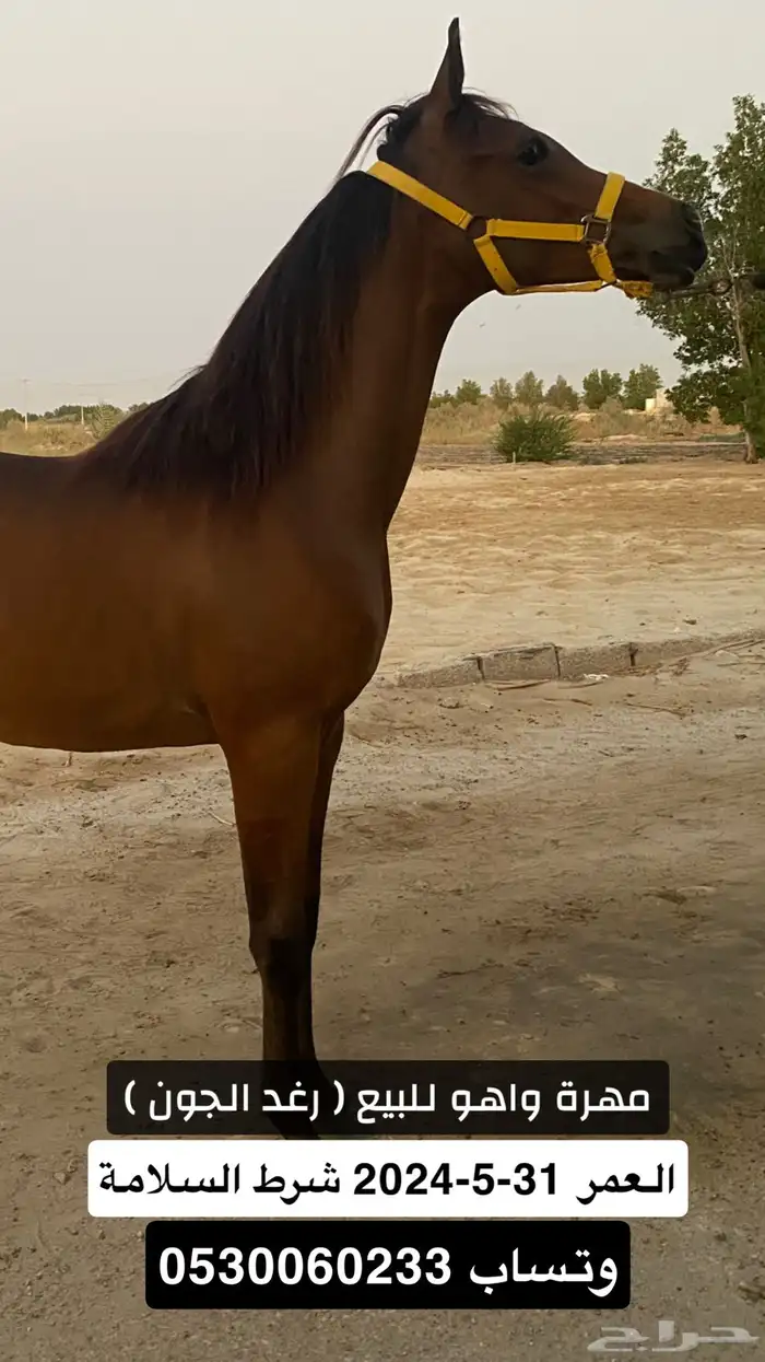 مهرة واهو 0