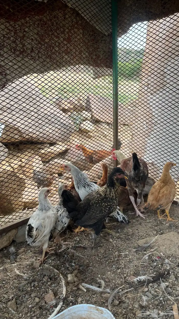 فريج للبيع العمر شهرين الصحة شرط 3