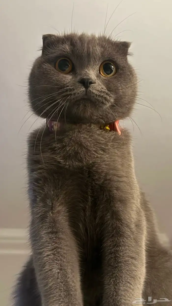 استضافه منزليه مؤقته للقطط جده تبني 5