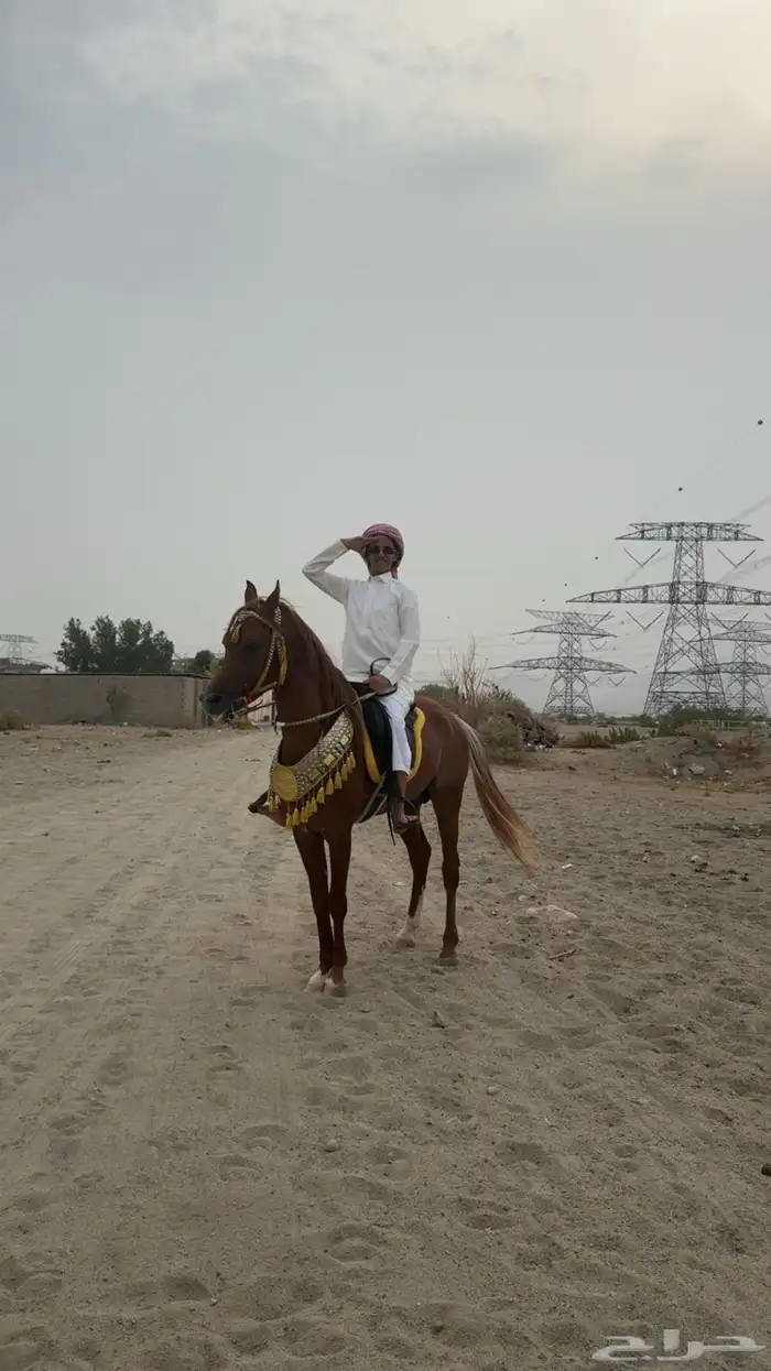 سلام عليكم حصان للبيع واهو 5