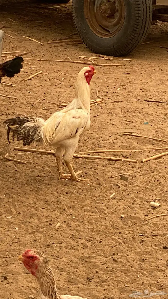 ديوك 1