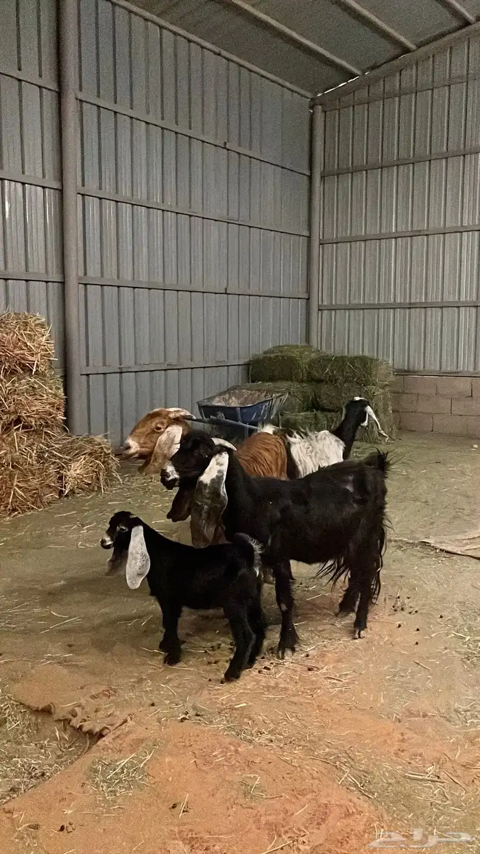 معزاء للبيع 3 تحتها 1 1