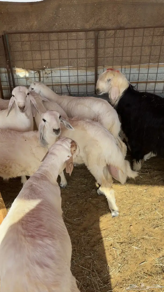 خرفان حريات وسواكل 1