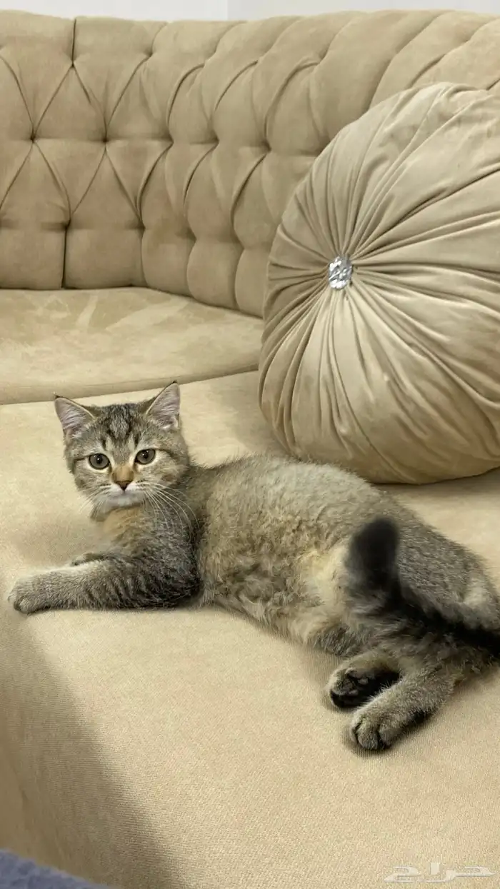 قط سكوتش ستريت 0