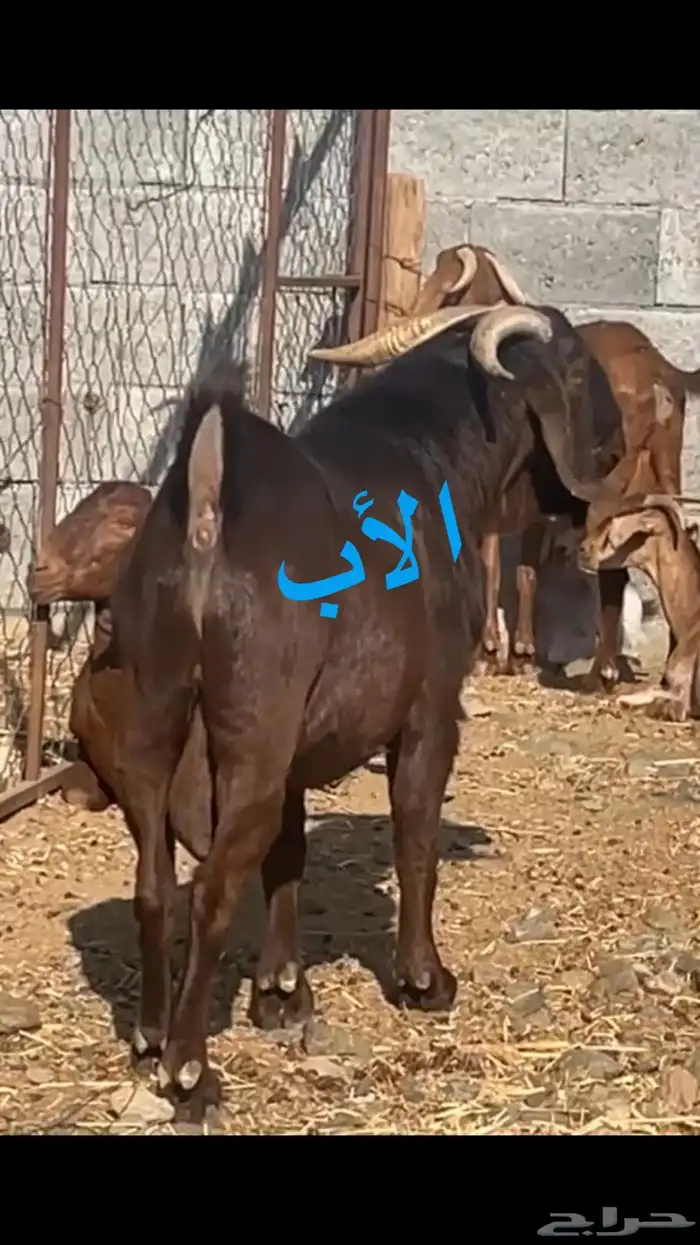 مشروع فحل ادهم كلهاري 8
