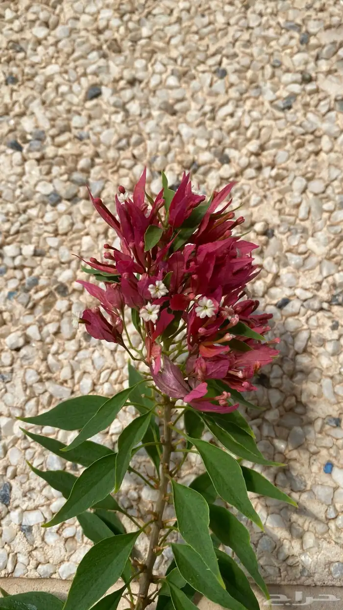 نوادر الجهنميات جهنمية طماطية وجهنمية مبرقش اخضر ياسمين مطعم 18