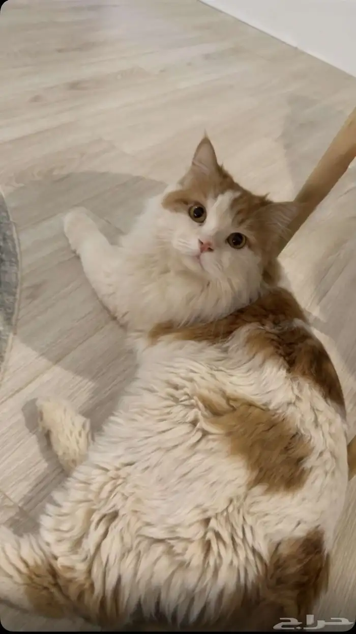قط للتبني 1