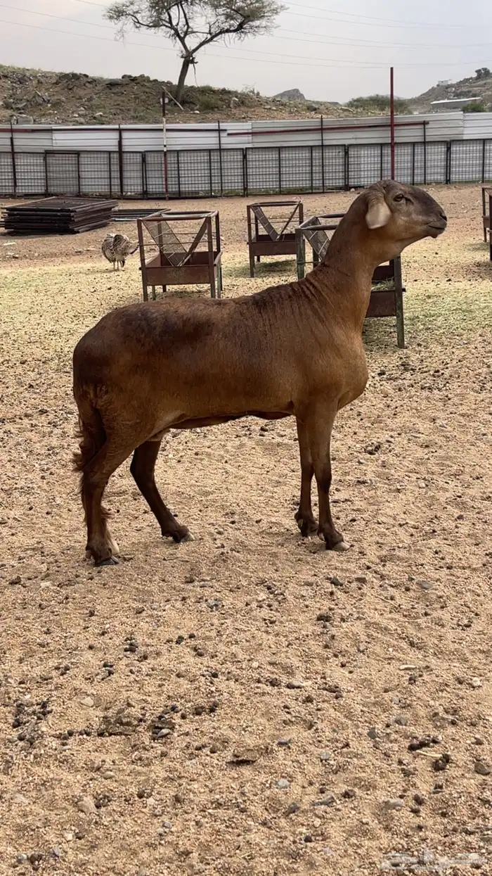 شاه سواكنيه 0