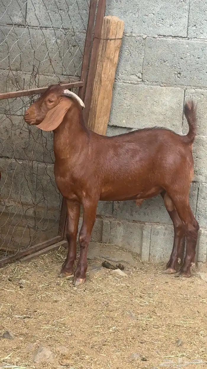 مشروع فحل ادهم كلهاري 4