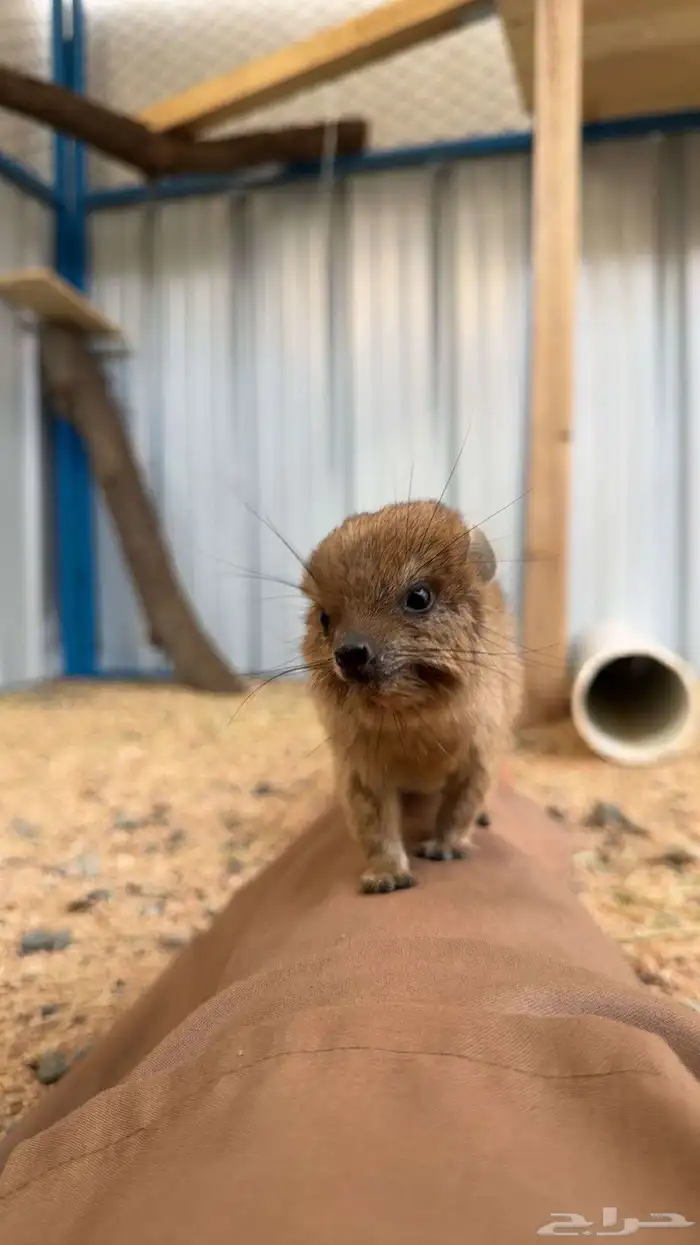 للبيع وبير وشنير لا يجي الا الصامل 7