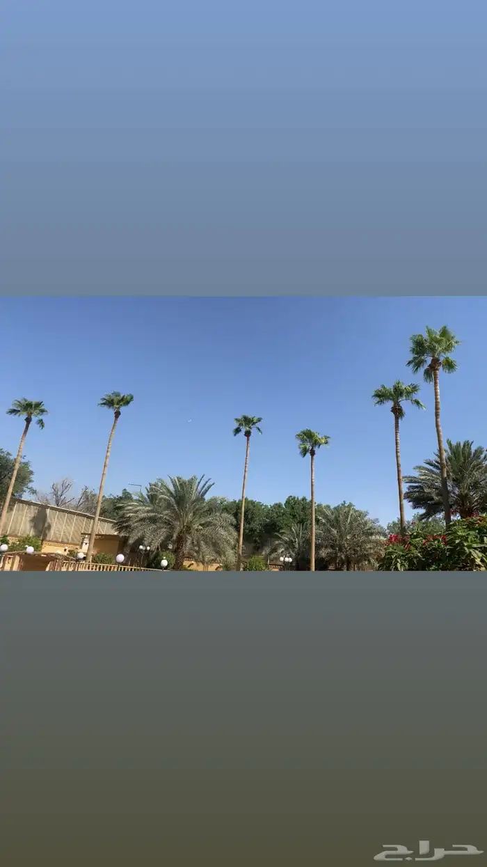 تنضيف وقص السعف (الجريد)النخل اليابس طلع نخل حتا 15م 3