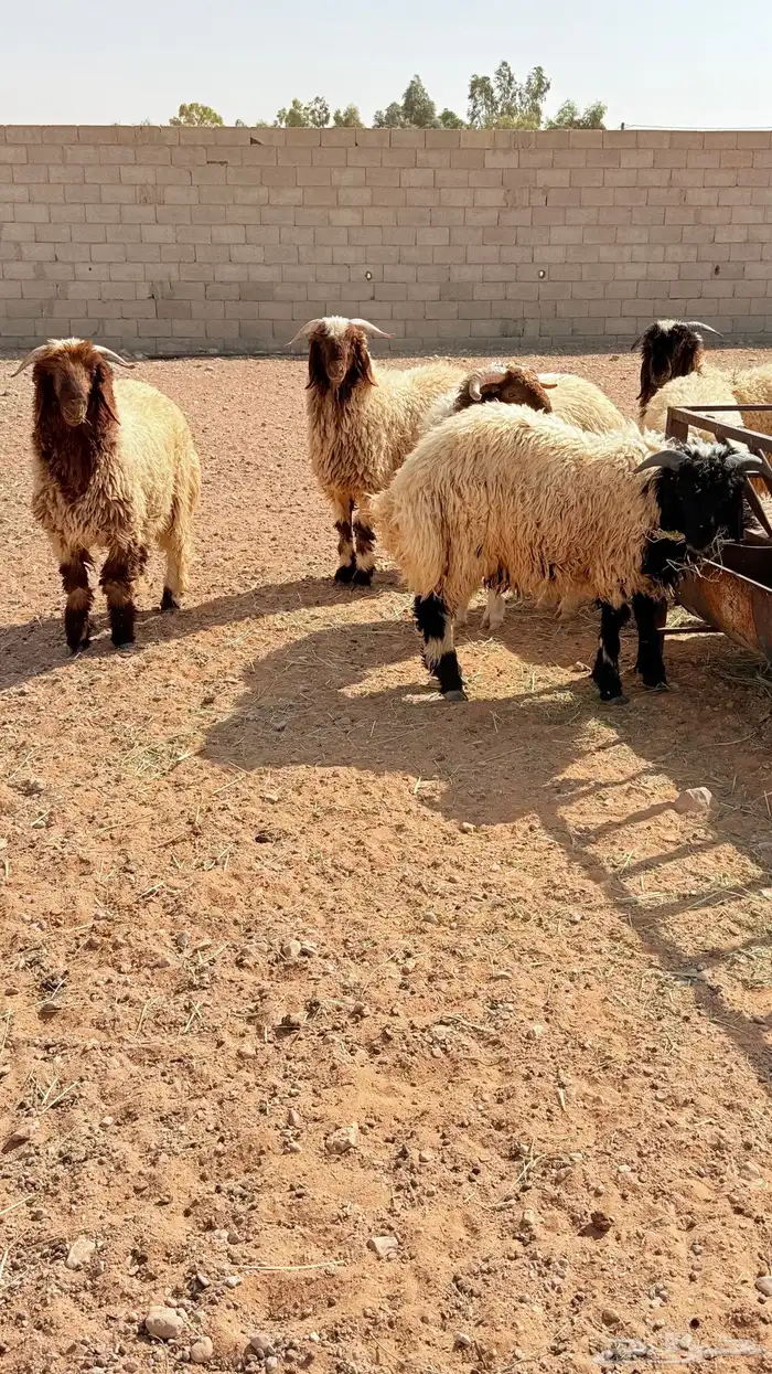 ذبايح خرفان 0