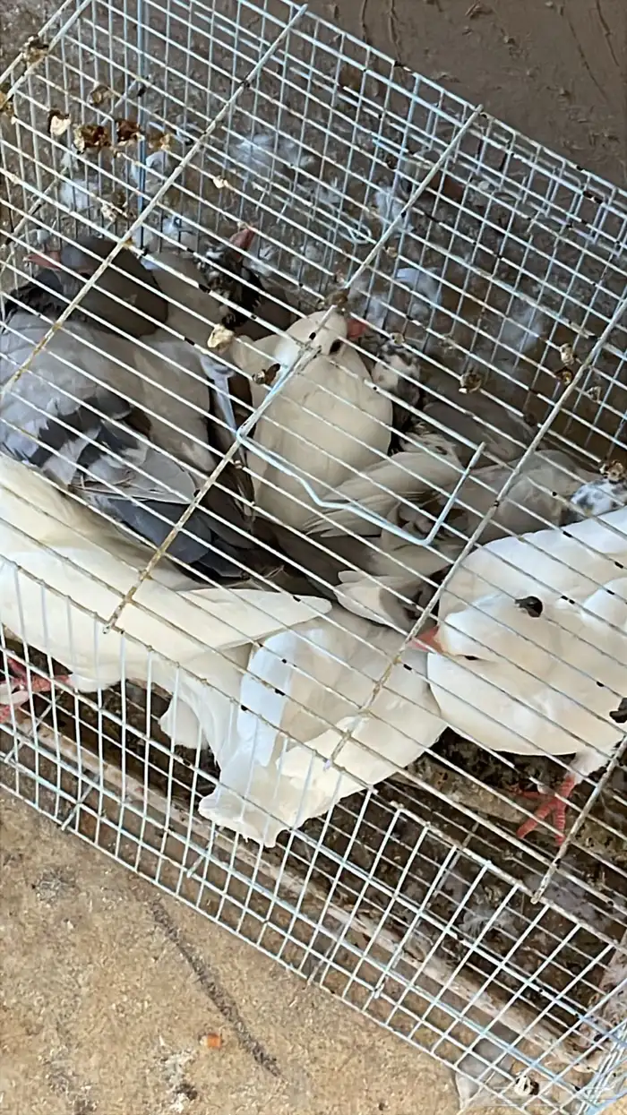 فروخ حمام فرنسي 7