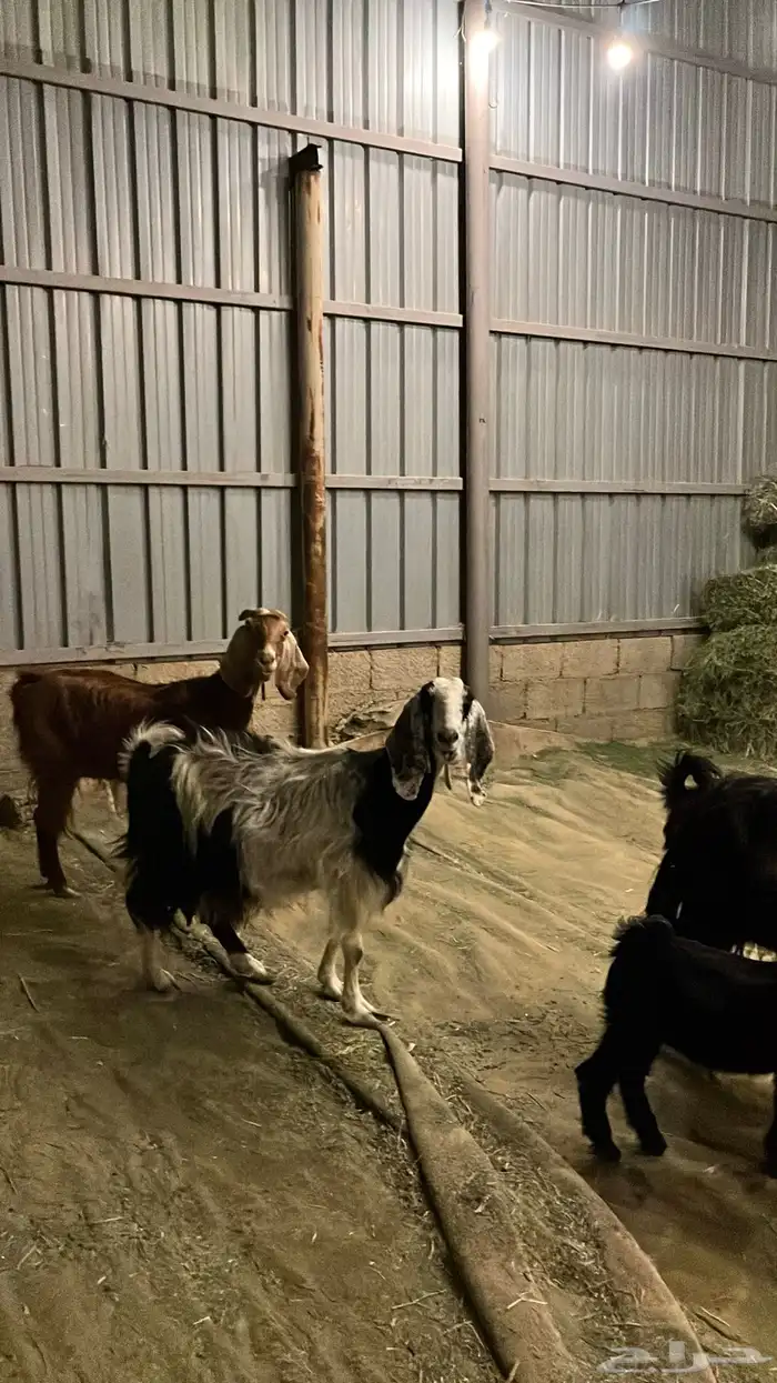 معزاء للبيع 3 تحتها 1 3