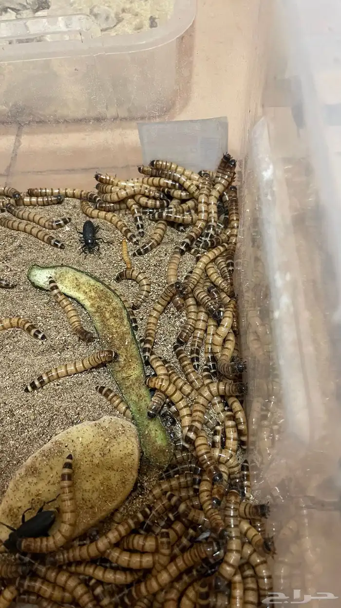 دود قبابي 12جرام ب10 ريال وعتل الحبه بريال 1