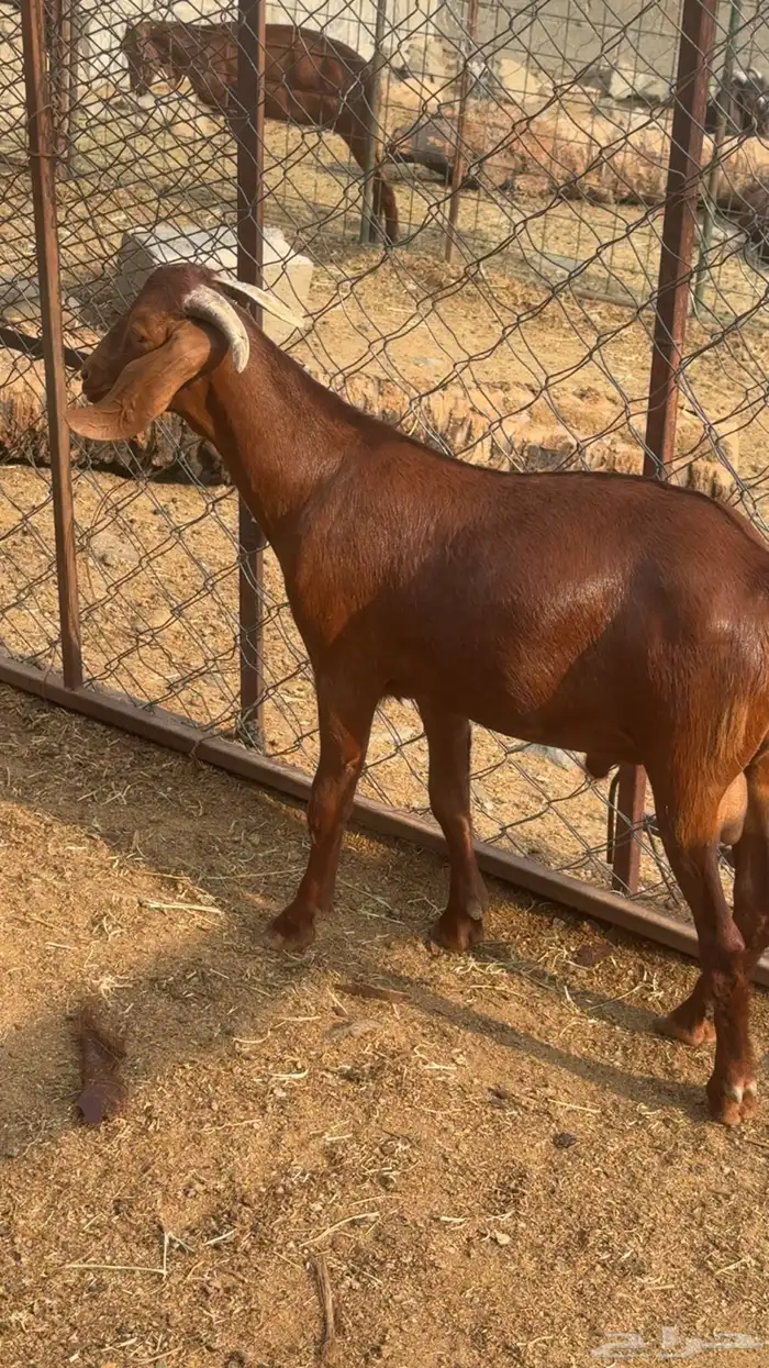 مشروع فحل ادهم كلهاري 0