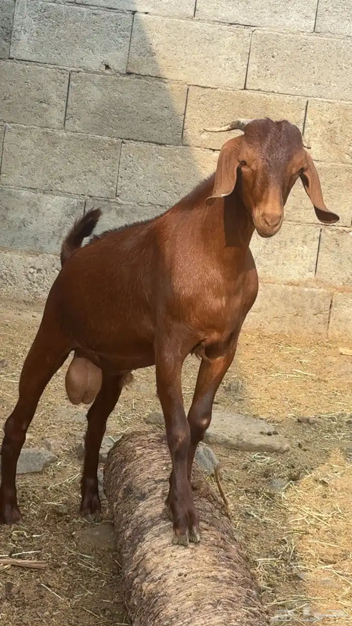مشروع فحل ادهم كلهاري 7