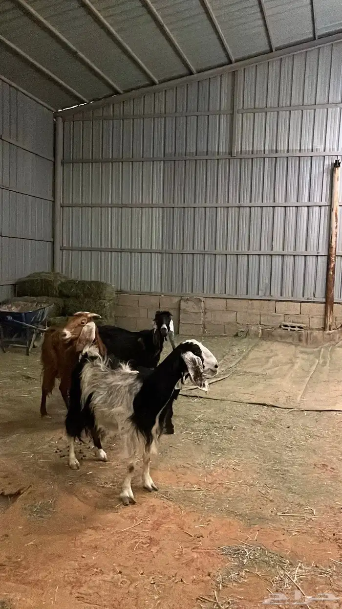 معزاء للبيع 3 تحتها 1 5