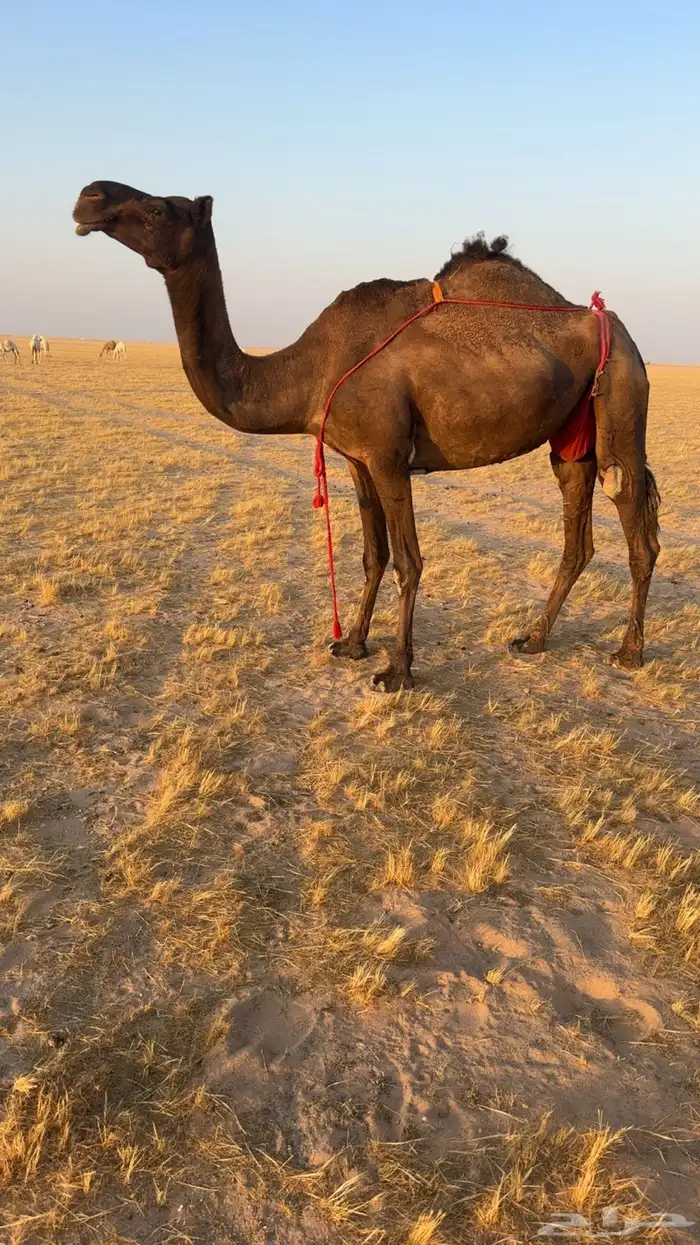 خلفه للبيع. 0