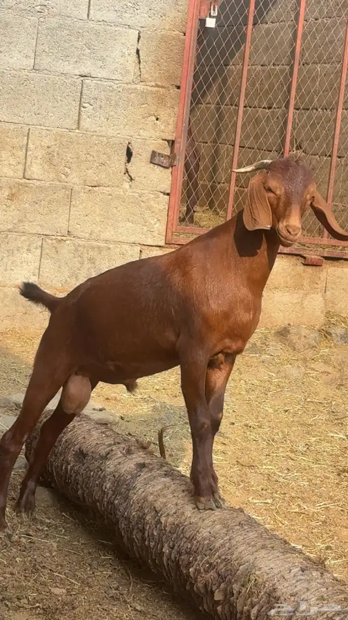 مشروع فحل ادهم كلهاري 1