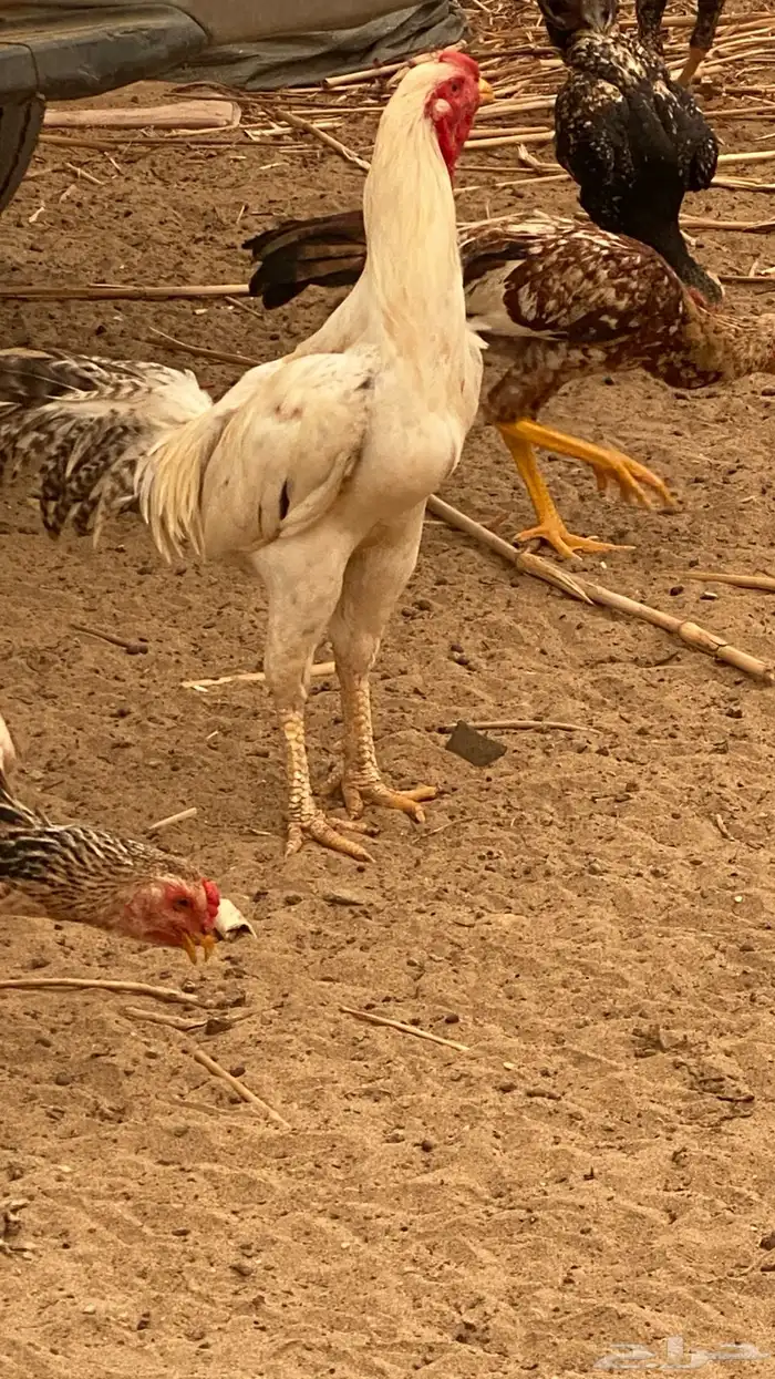 ديوك 2
