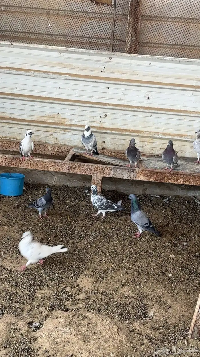 حمام منوع تغريبآ 26 طير 15