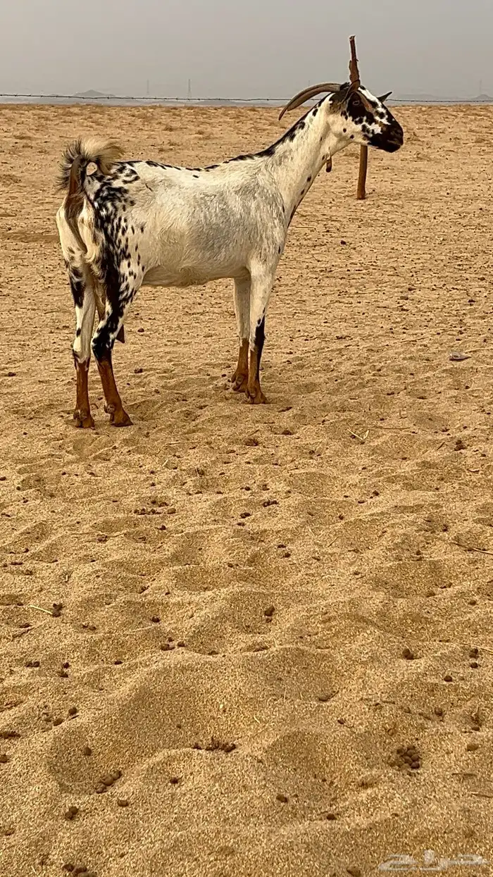 عنز بيشيه صنف 0