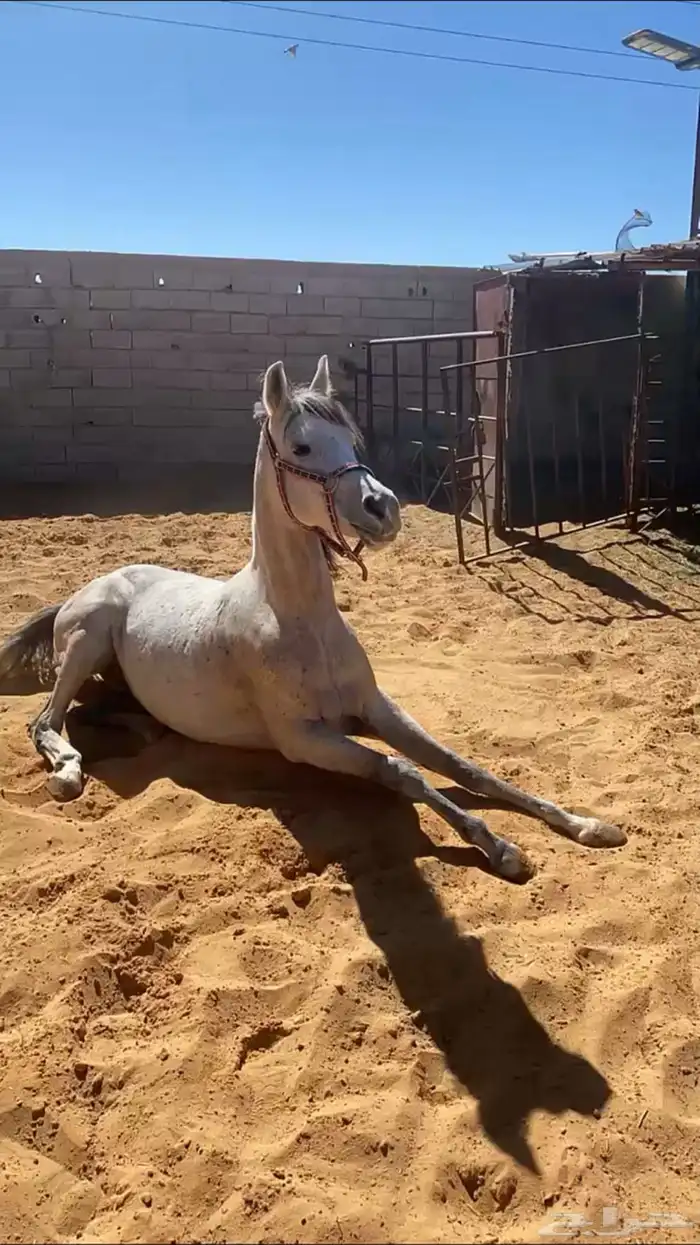 فرس 1
