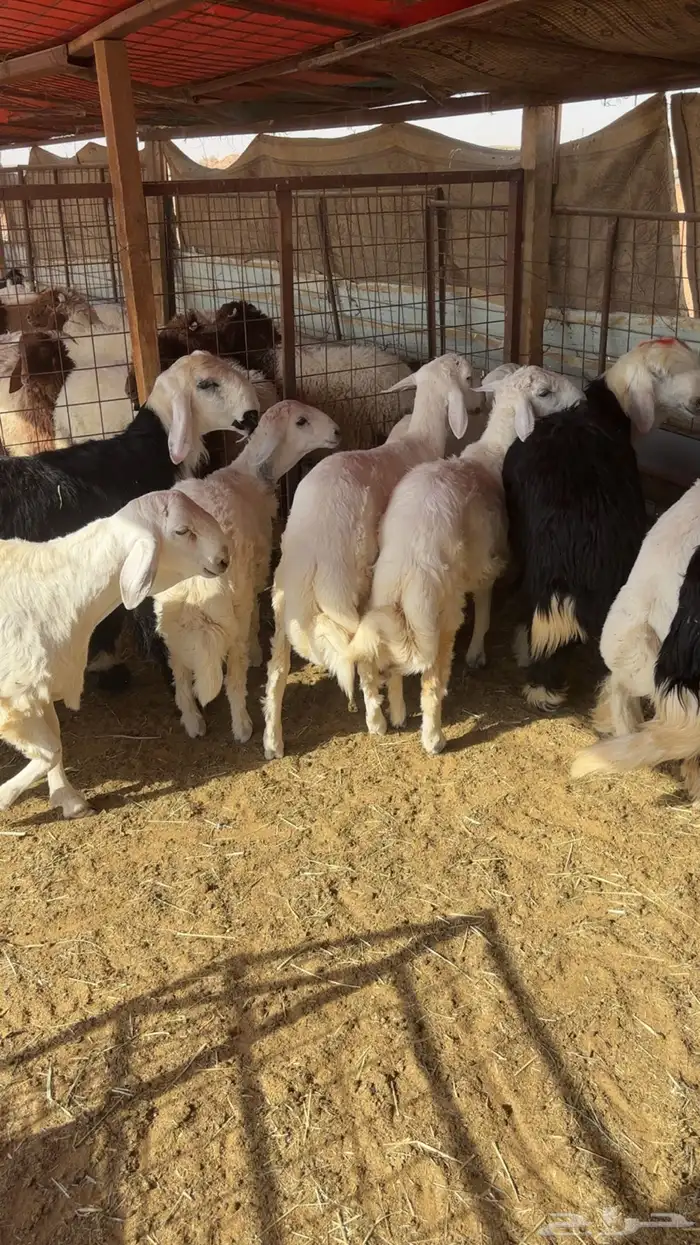 خرفان حريات وسواكل 0