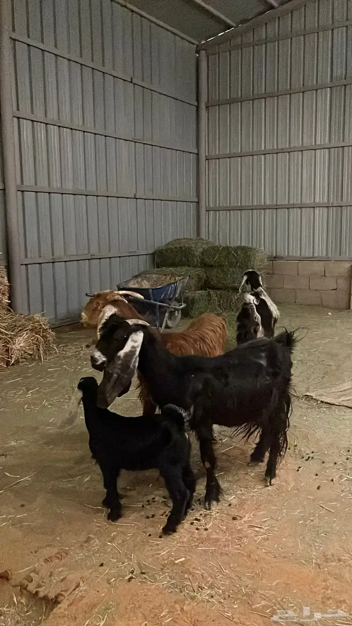 معزاء للبيع 3 تحتها 1 0