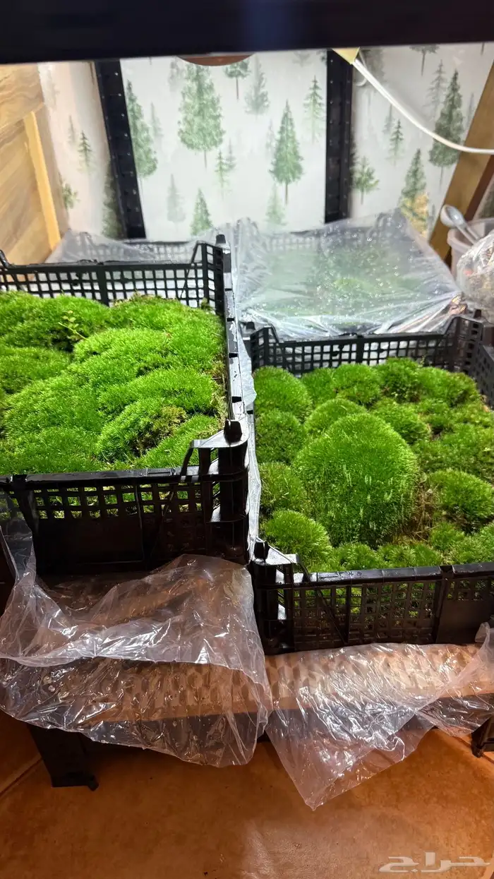 نبات الموس للتيراريوم 2