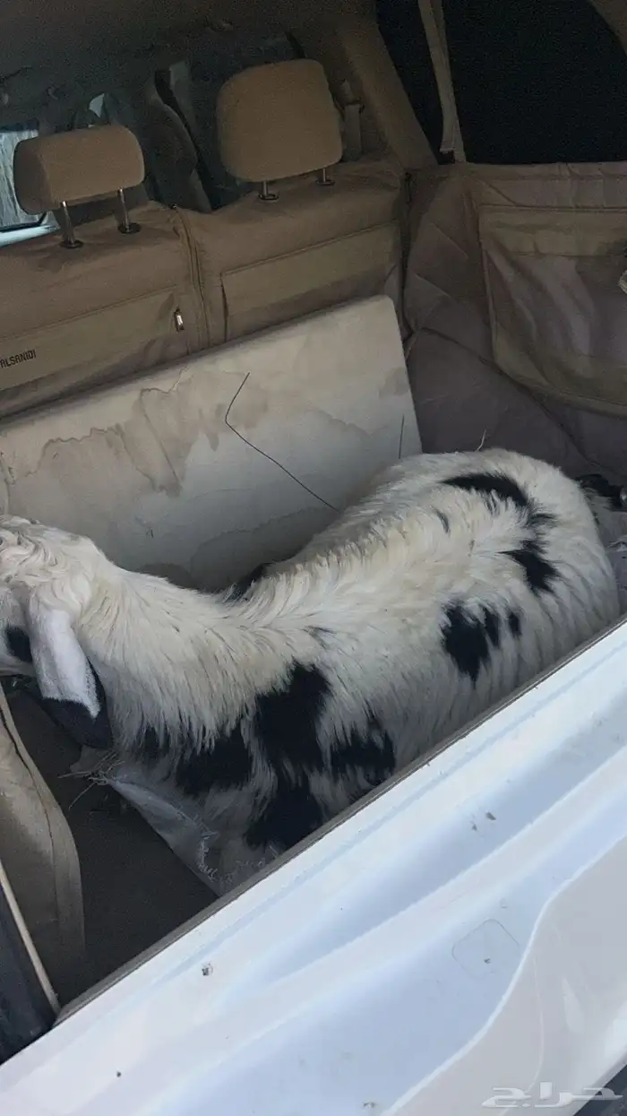 ذبيحتك واصله لبيتك 2
