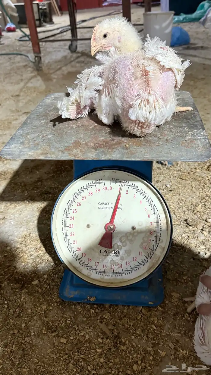 دجاج لاحم الوزن من 800 الى 1300 0