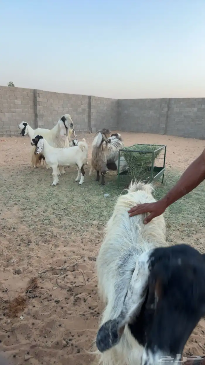 معزا 0