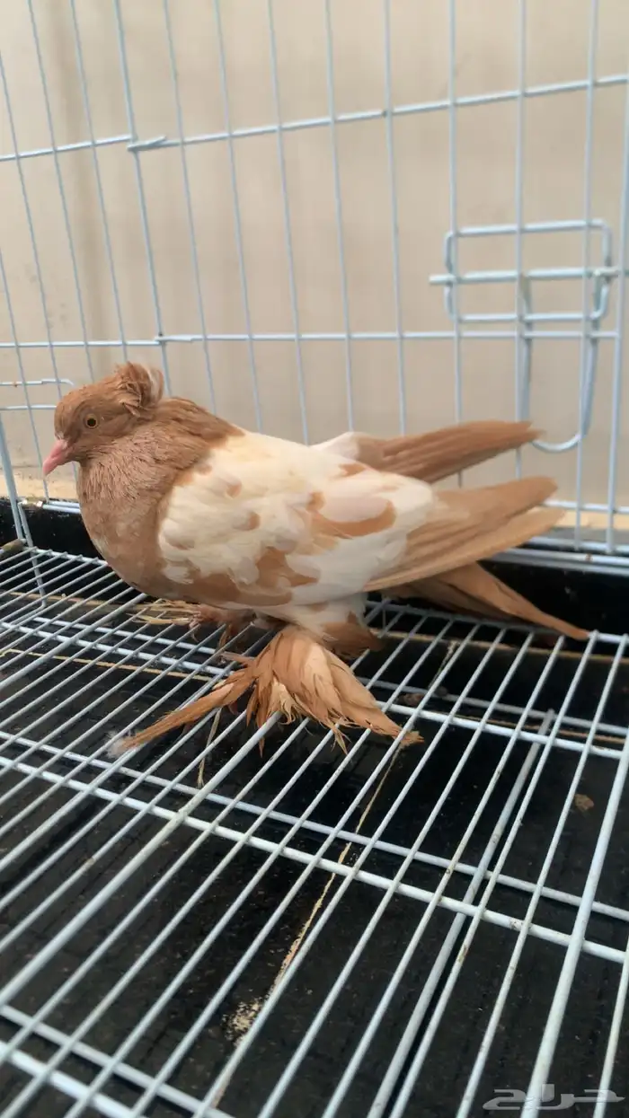 حمام عراقي 3
