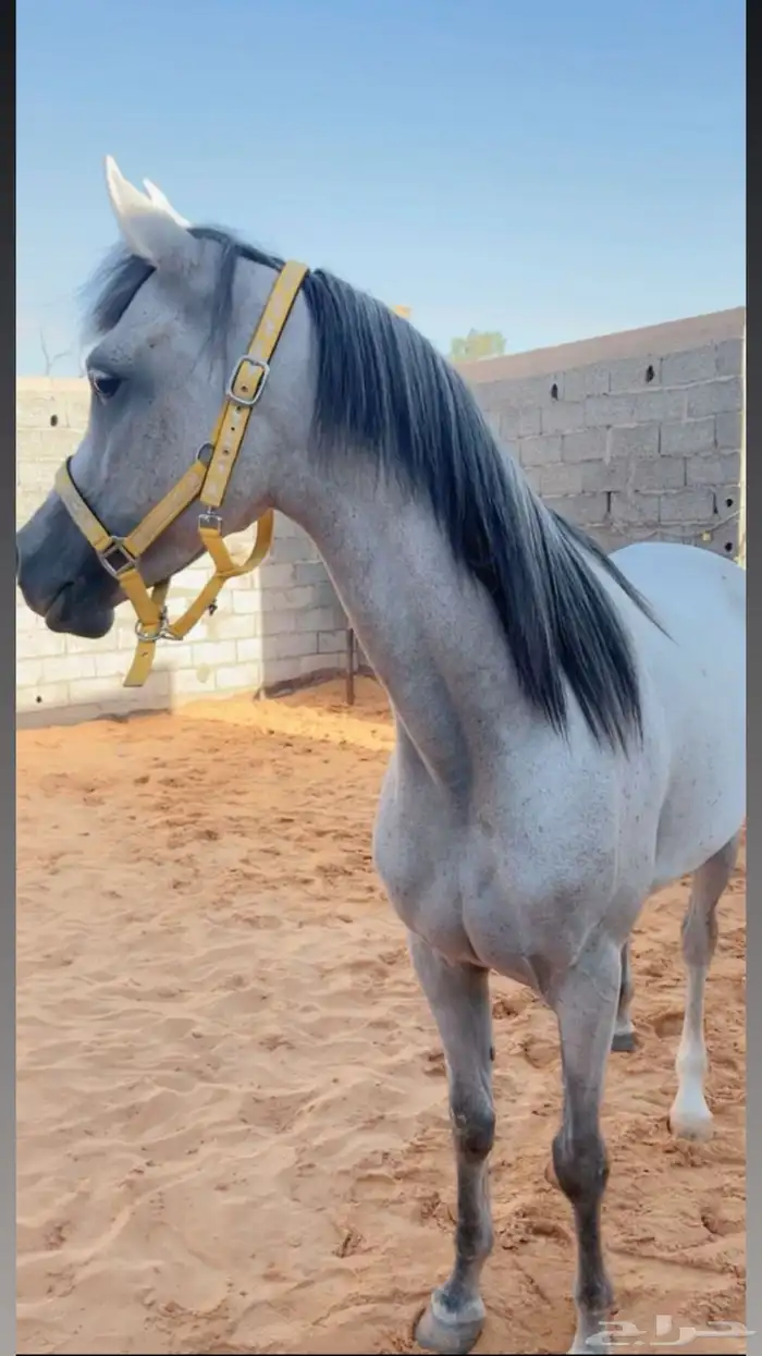 فرس 2