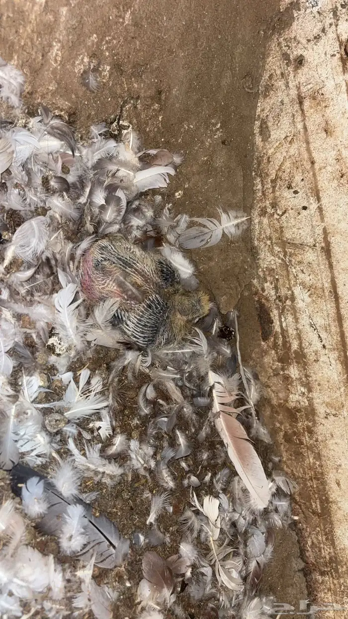 حمام منوع تغريبآ 26 طير 24