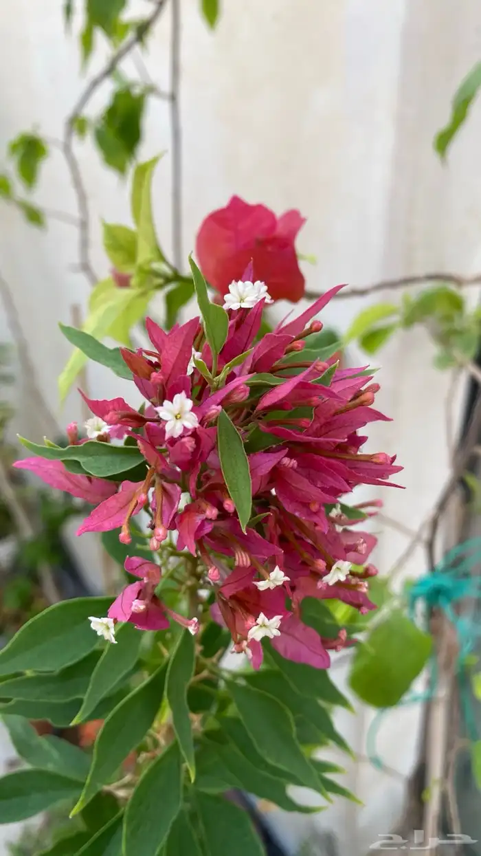 نوادر الجهنميات جهنمية طماطية وجهنمية مبرقش اخضر ياسمين مطعم 19